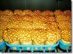 Pholiota nameko.jpg
