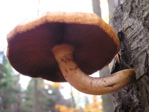 Pholiota sp. 1.jpg