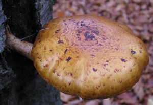 Pholiota sp. 2.jpg