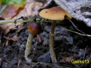 Pholiotina_arrhenii2.JPG