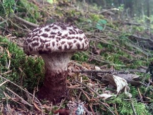 PHOTO_20160823_174524.jpg
