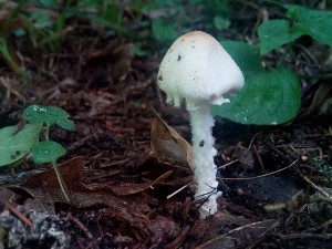 PHOTO_20161009_130130.jpg
