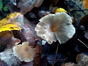 PHOTO_20161010_092432.jpg