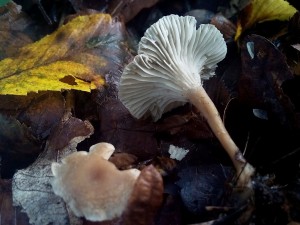 PHOTO_20161010_092447.jpg