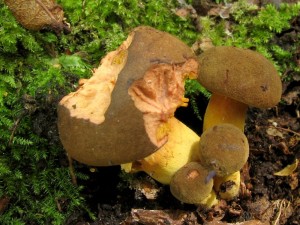 Phylloporus pelletieri.jpg