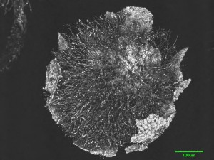 Physar--1.jpg