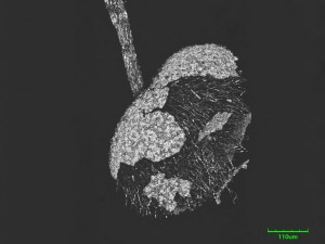 Physar--5.jpg