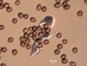 Physar--vrat sedy-40xb-1.jpg