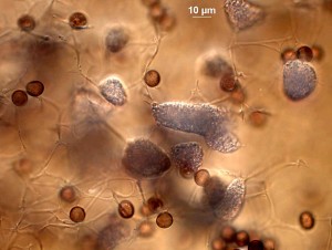 Physar-vrat-cn-100x-1x6.jpg