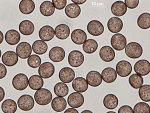Physar-vrat-cn-100xb-1x1.jpg