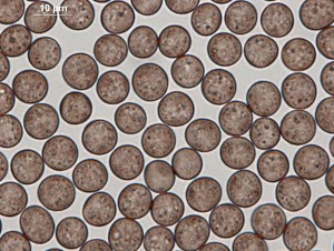 Physar-vrat-cn-100xb-1x2.jpg