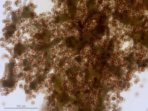 physarum---10.jpg