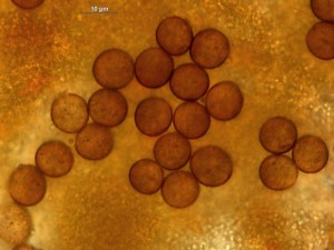 physarum---8.jpg