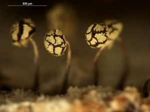 Physarum---v10.jpg