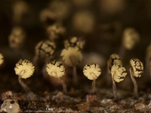 Physarum---v11.jpg