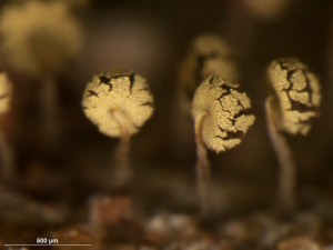 Physarum---v12.jpg