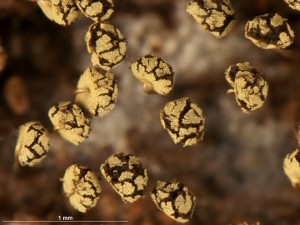 Physarum---v3.jpg