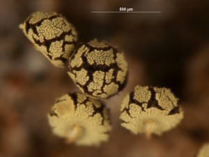 Physarum---v5.jpg