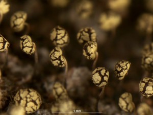 Physarum---v7.jpg