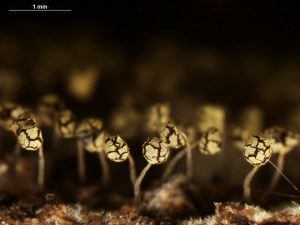 Physarum---v9.jpg