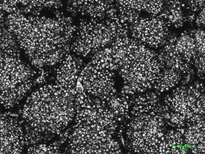 physarum--2.jpg