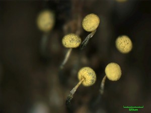 physarum--5.jpg