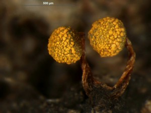 physarum-1.jpg