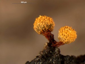 physarum-2.jpg