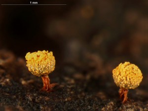 physarum-4.jpg