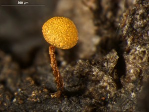 physarum-5.jpg