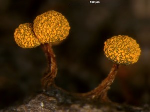 physarum-6.jpg