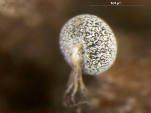 Physarum-a10.jpg