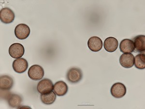 Physarum-a16.jpg