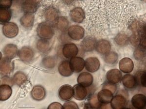 Physarum-a18.jpg