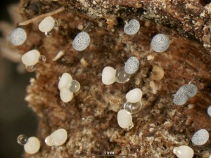 Physarum-a1.jpg