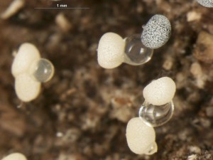 Physarum-a2.jpg
