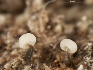 Physarum-a3.jpg
