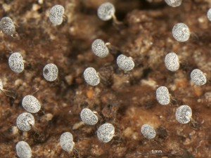 Physarum-a7.jpg