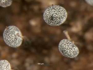 Physarum-a8.jpg