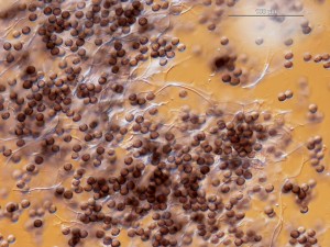 physarum-b--7.jpg