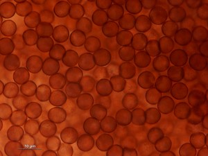 Physarum-t12.jpg
