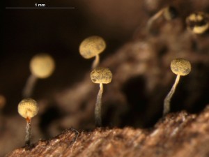 Physarum-t2.jpg