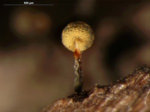 Physarum-t3.jpg