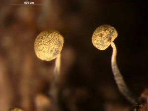 Physarum-t5.jpg