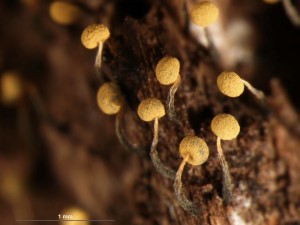 Physarum-t7.jpg