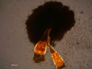 Physarum-t9.jpg