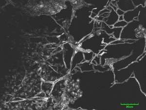 Physarum-x1--2.jpg