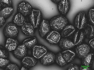 Physarum-x1--3.jpg