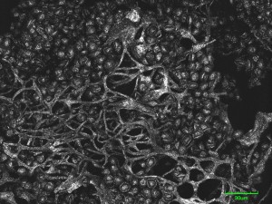 Physarum-x1--4.jpg