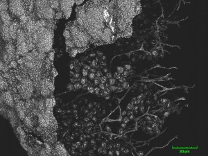 Physarum-x1--7.jpg